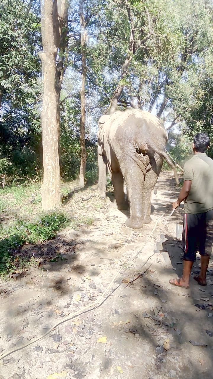Now sprayed medicine on the smuggler's wound with spray machine