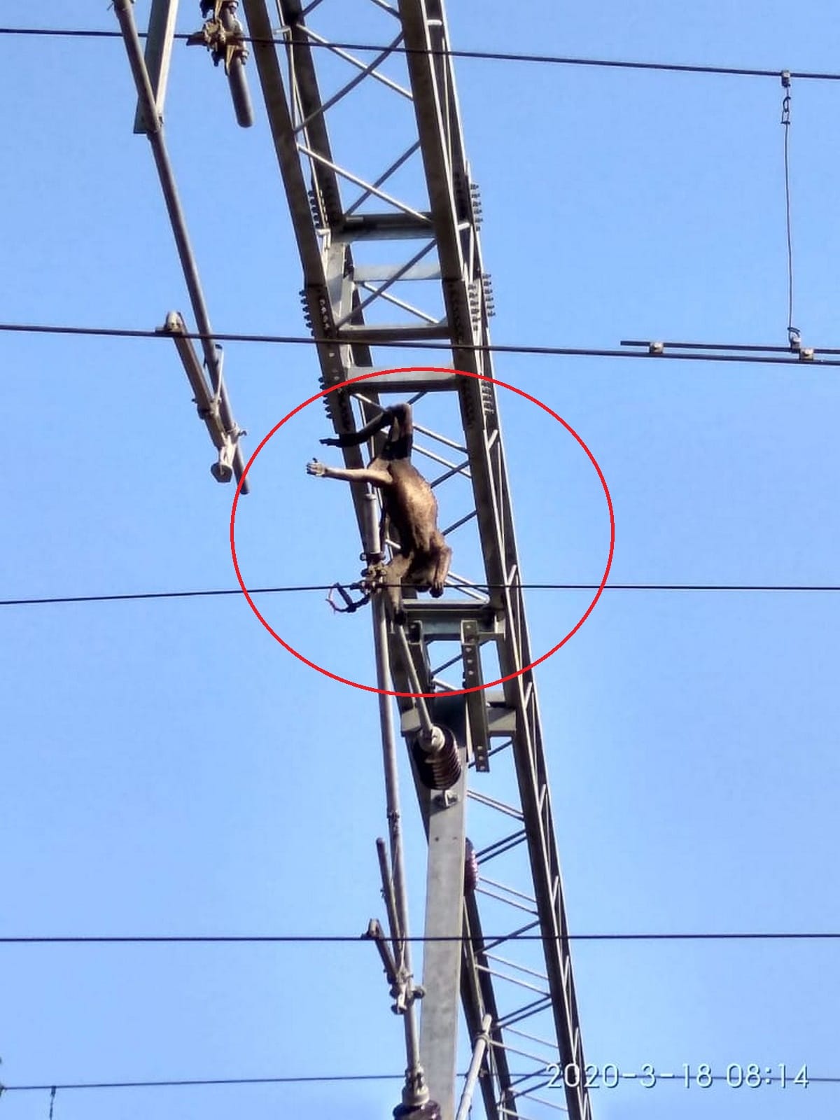 Trains delay due to ohv wire monkey died in ballia