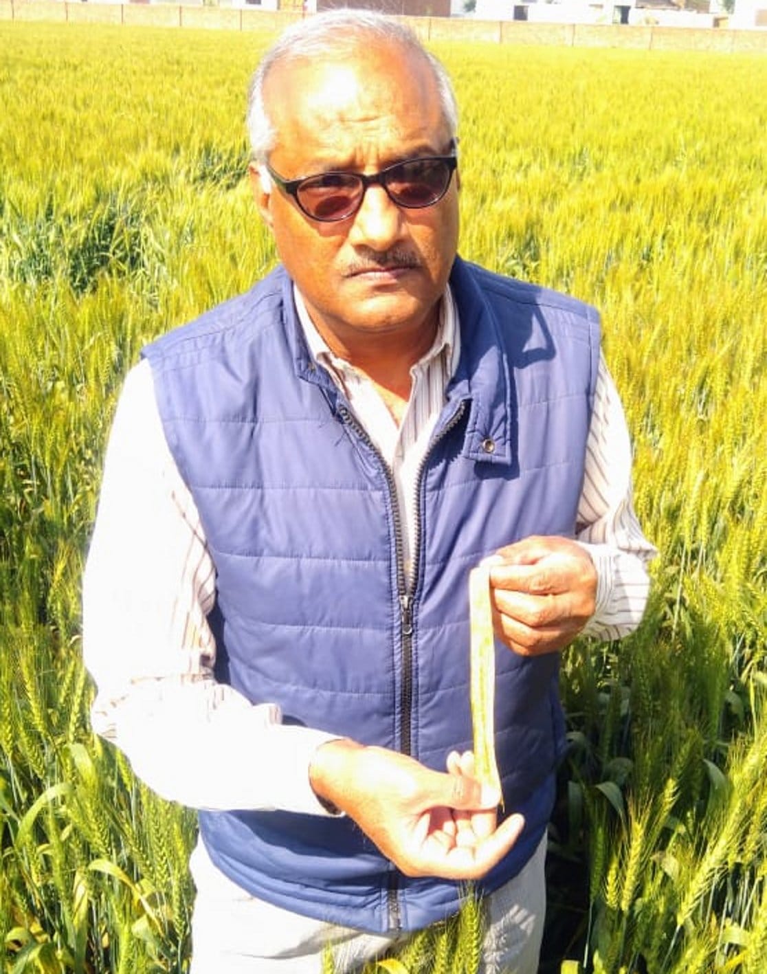 Brown rust threat on wheat crop