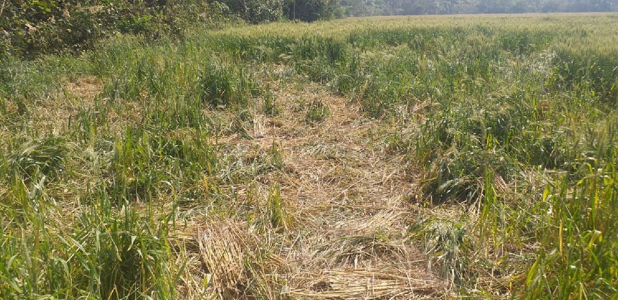 Elephants demolish wheat crop, demolish houses