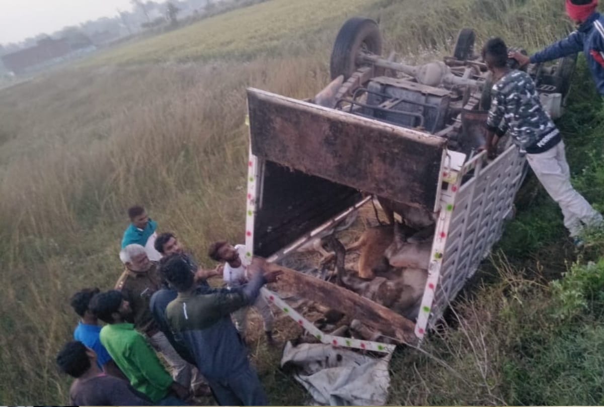 pickup overturned three animals killed due to Animal smugglers fleeing to escape from police