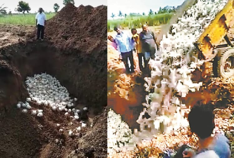 corona effect, poltry industry close, egg destroyed in jind