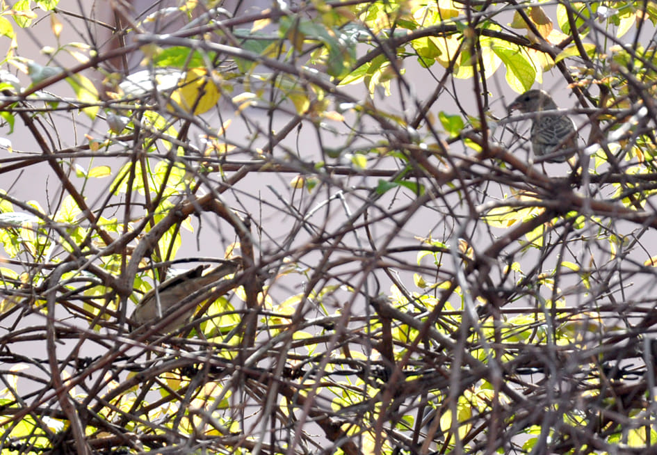 Pollution and urbanization snatch the sparrow's nest