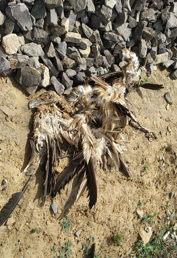 Dozens of vultures killed by train in Chitrakoot