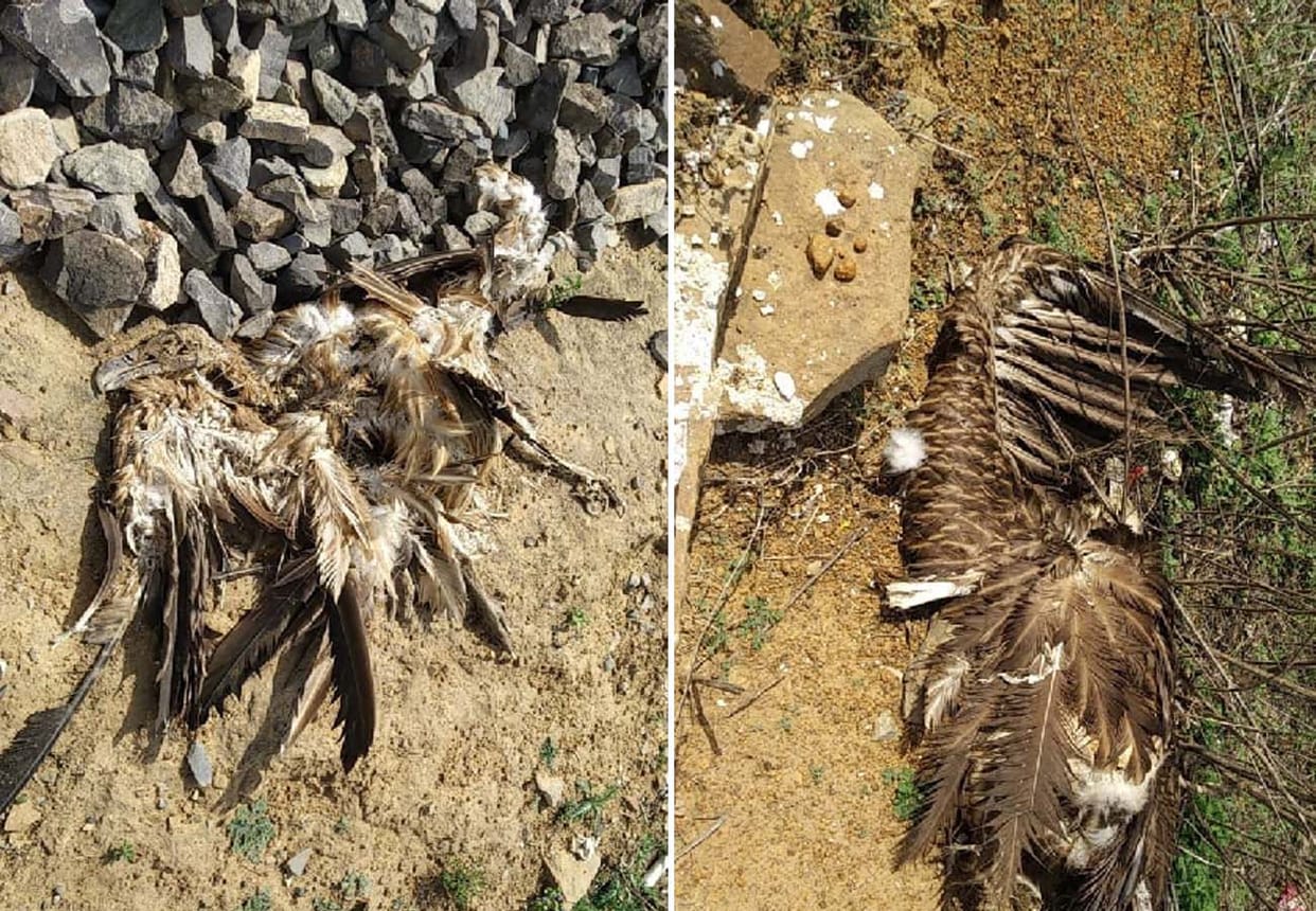 Dozens of vultures killed by train in chitrakoot