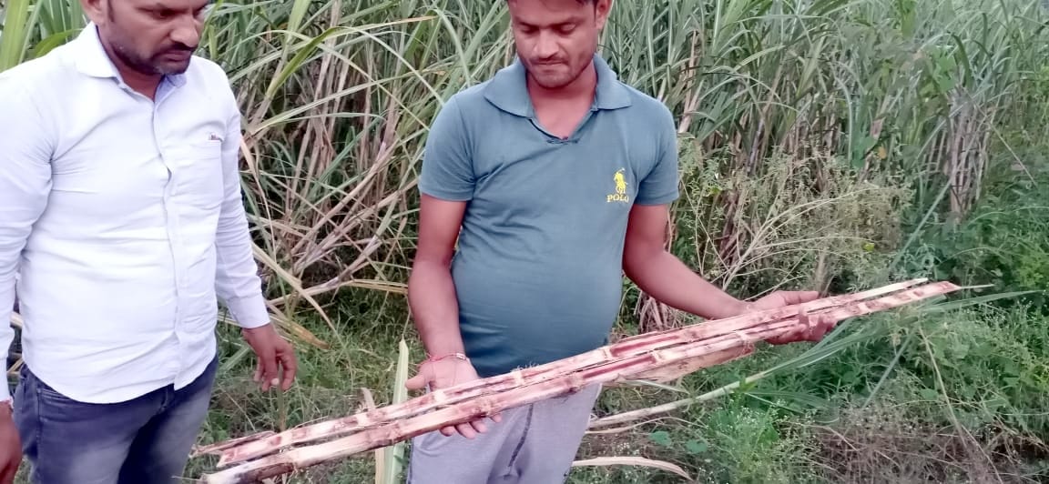 0238 species of sugarcane vulnerable to red rot
