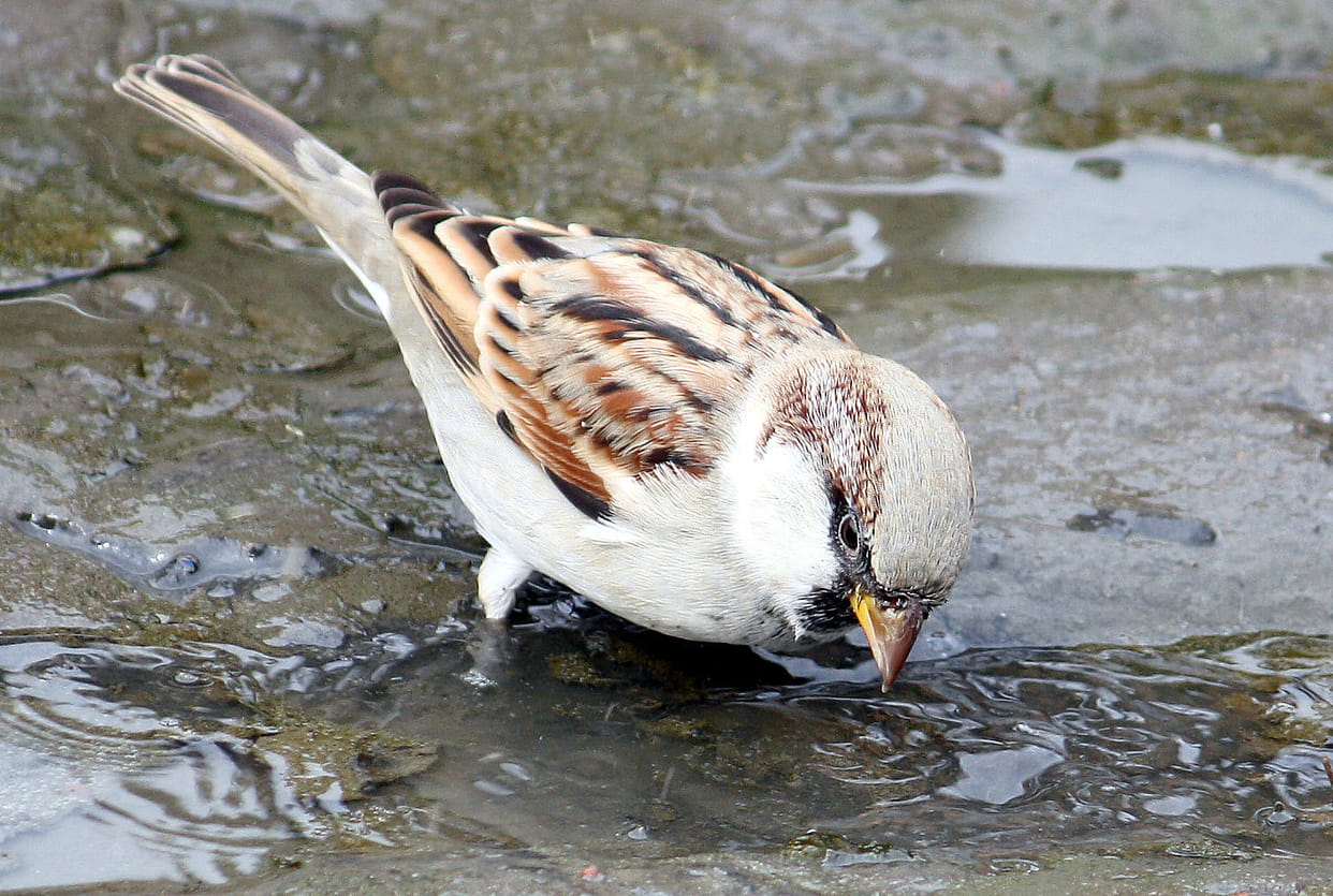 Sparrow not found, sparrow's tirade away from homes