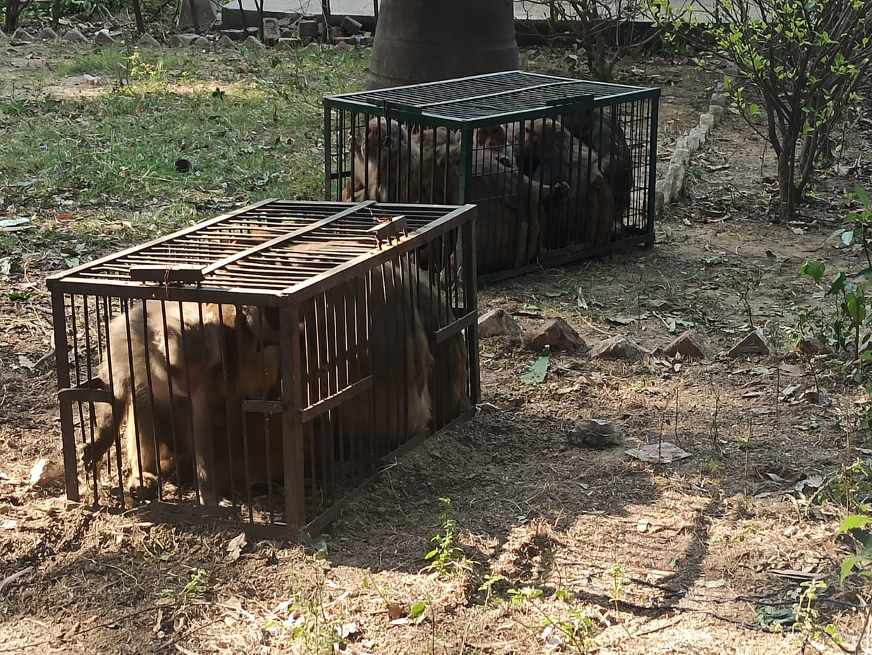 kanpur dehat monkey