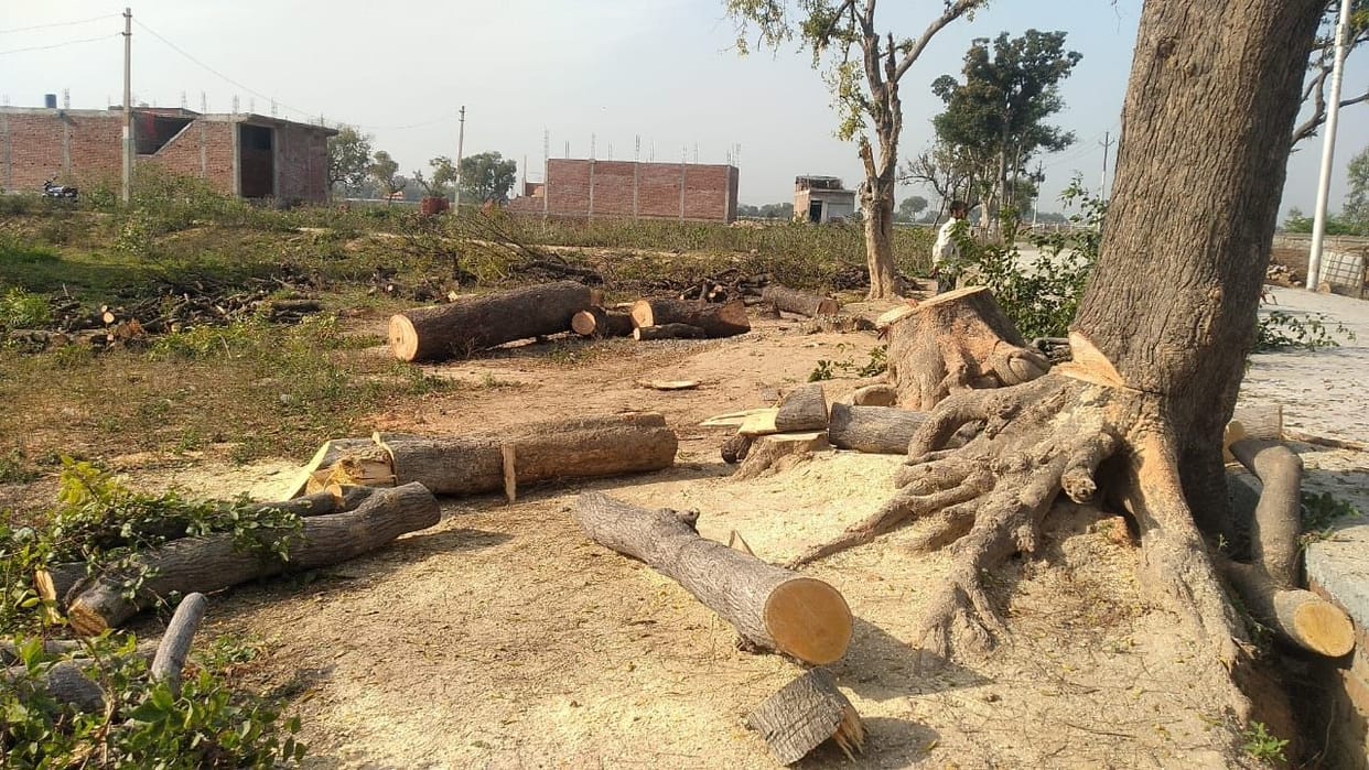 Nagar Panchayat gave information on cutting of trees, Tahrir in Kotwali