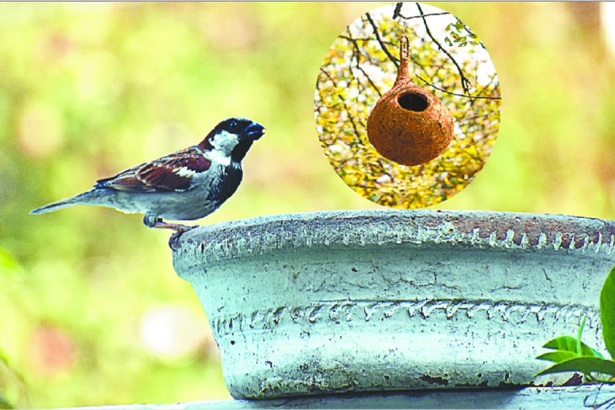 number of sparrows fell due to insecticides keep grains and water on roof