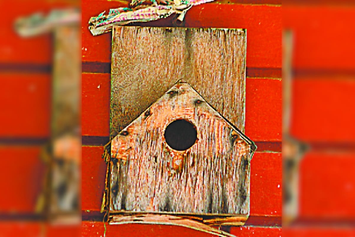 World Sparrow Day 2020, Read a special story on Sparrow