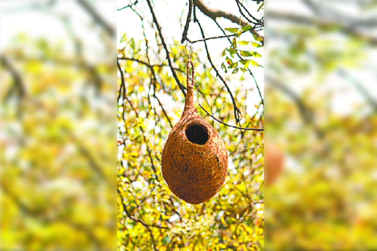 World Sparrow Day 2020, Read a special story on Sparrow