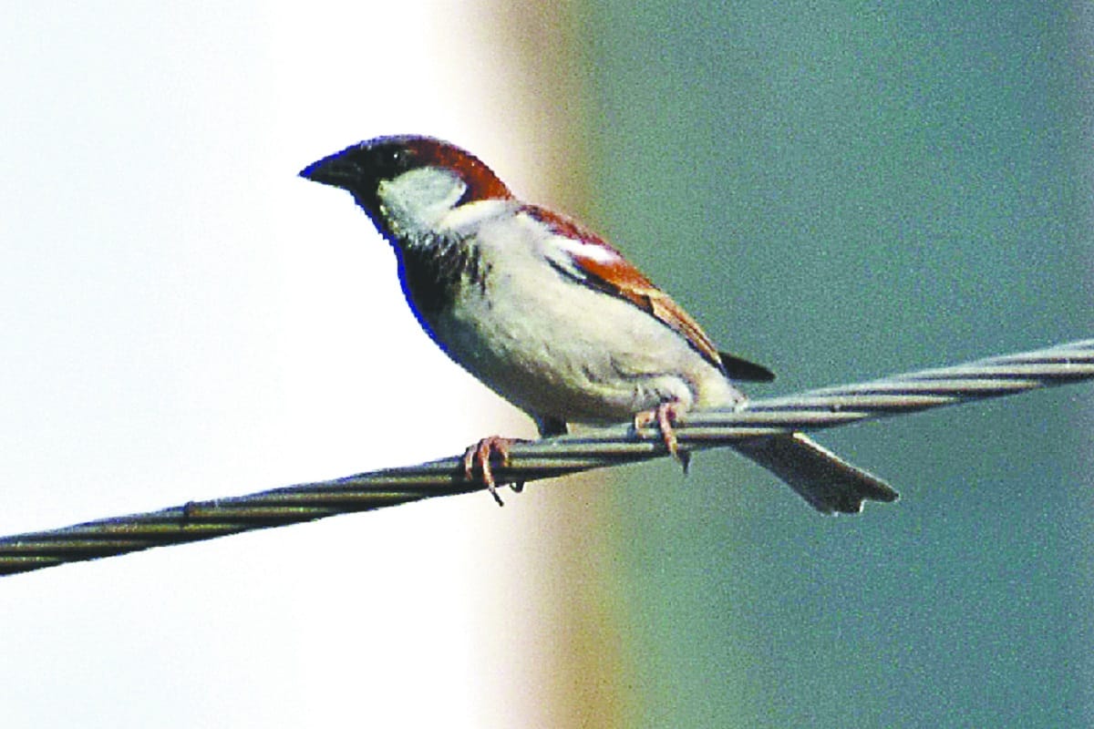 World Sparrow Day 2020, Read a special story on Sparrow