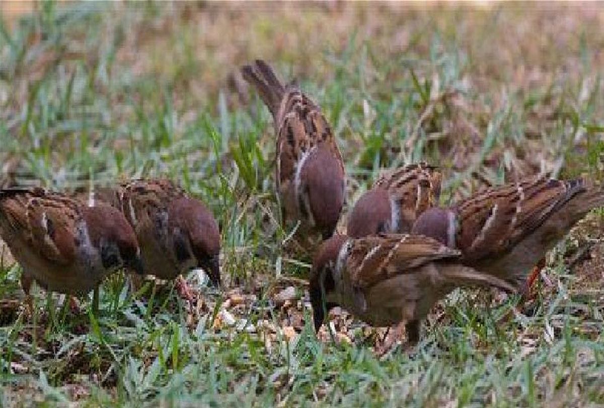 World Sparrow Day Sparrow in Chambal