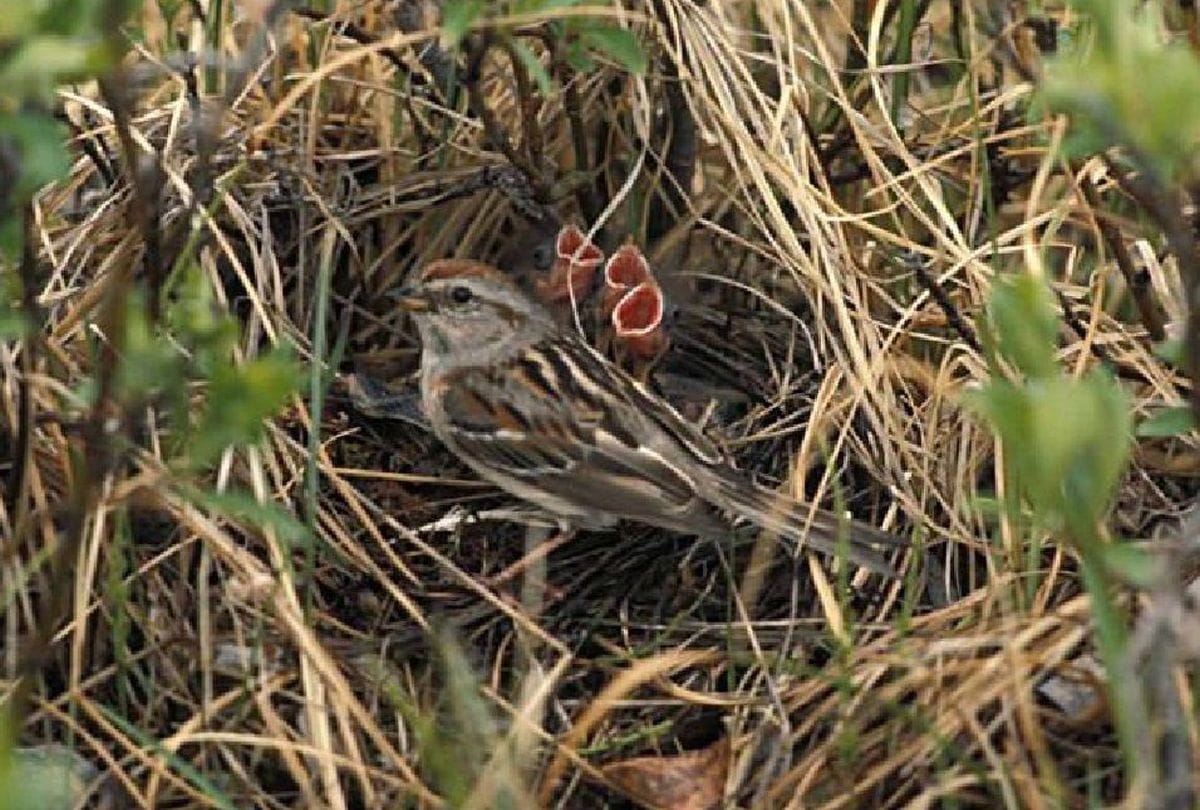 World Sparrow Day Sparrow in Chambal
