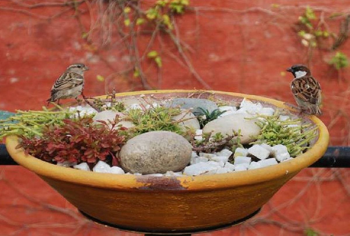 World Sparrow Day Sparrow in Chambal