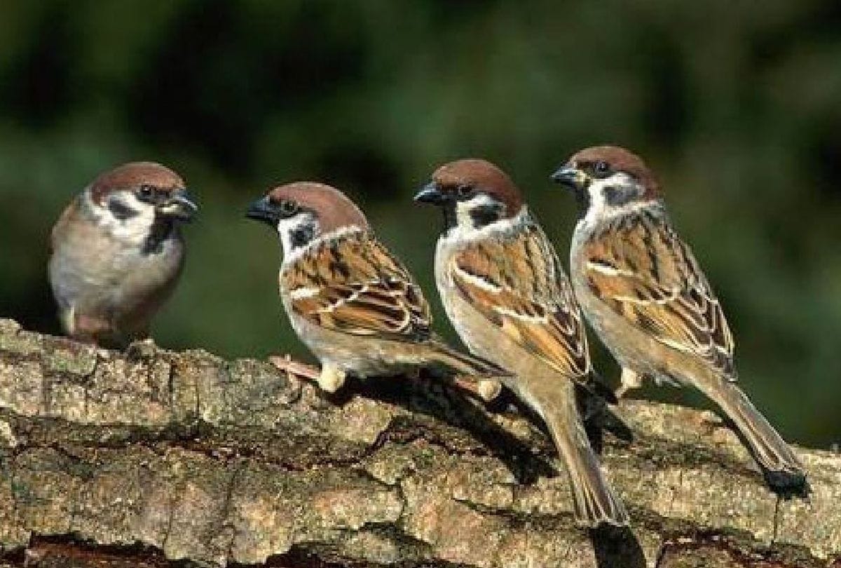 urbanization has changed the habits of birds migratory birds are avoiding cities