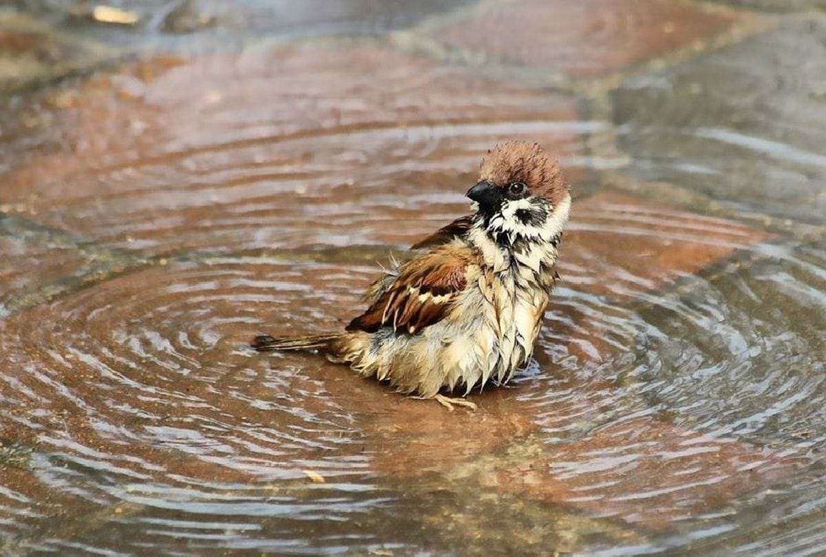 World Sparrow Day Sparrow in Chambal