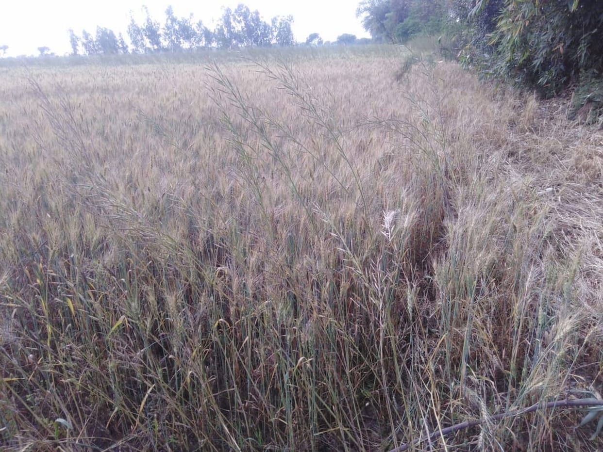 Two and a half thousand bigha crop affected due to lack of irrigation