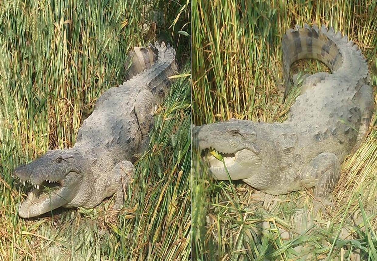 Crocodile found in wheat field in kannauj