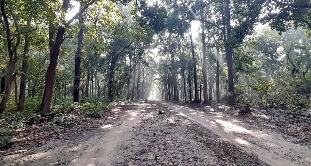 Bijnor district is adorned with the adornment of forest wealth