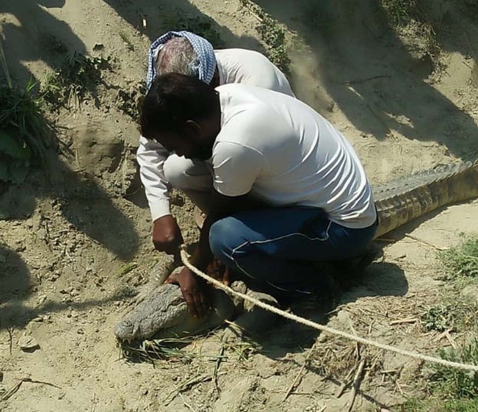 khet mein mila chhah pheet ka magaramachchh, hadakamp macha