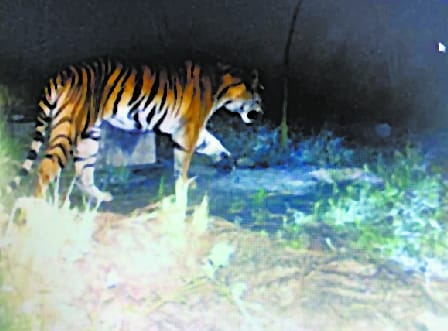 Dozens of villagers enter tigress's lair, save lives of officials