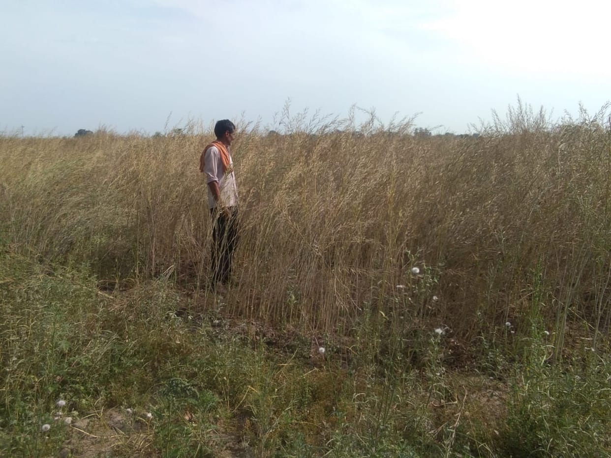 The rain also worsens the farmers due to low yield