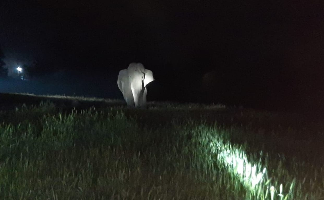 The elephant, the wheat crop wasted in the village of Teda