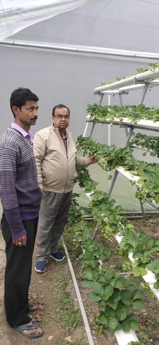 Strowbery Farming in Almora