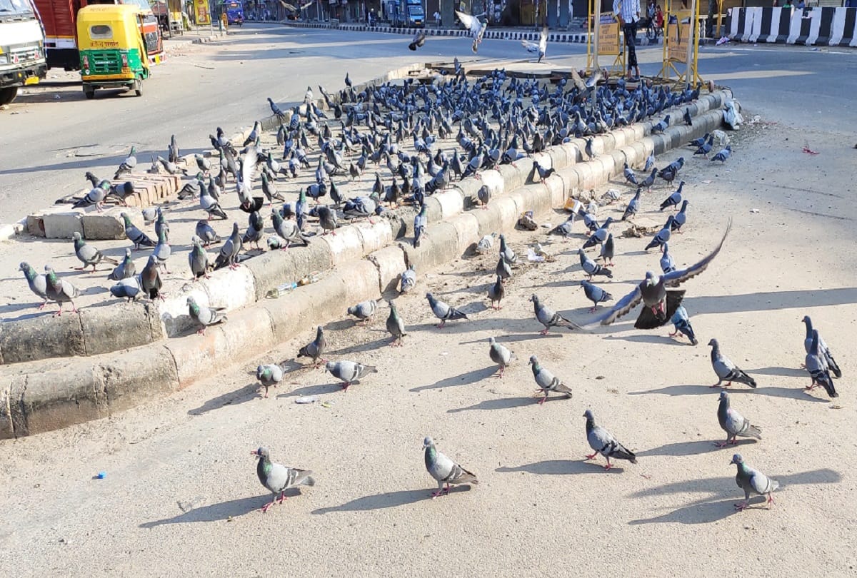 Janata Curfew Delhi:  pigeons are unable to find food, laborers-rickshaw drivers affected