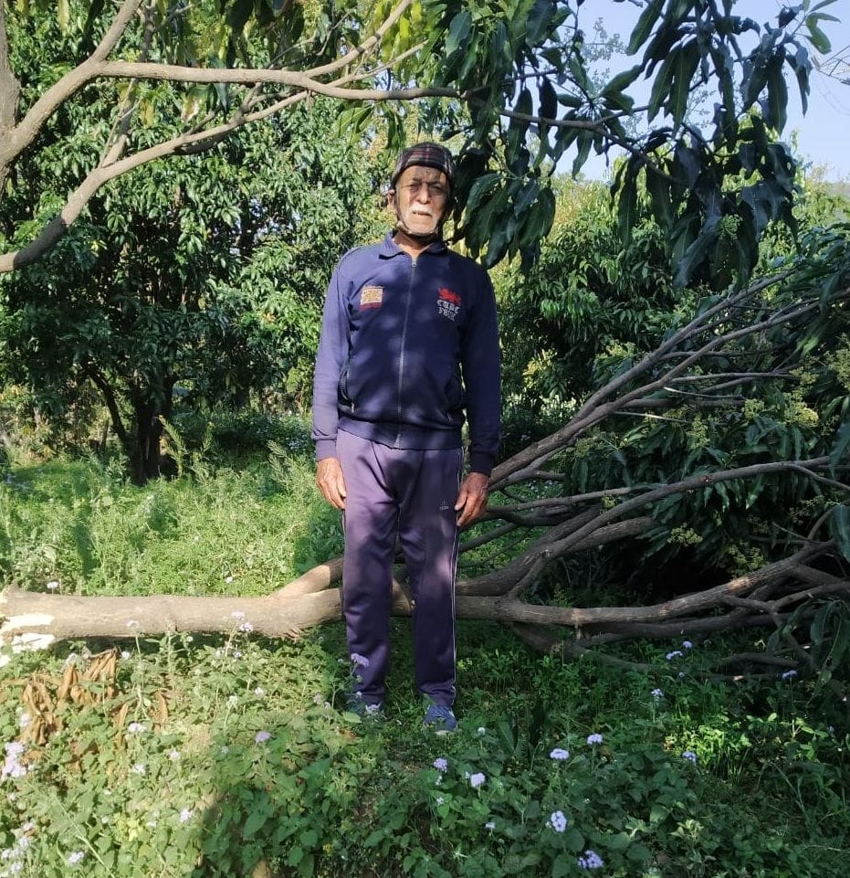 Elephants break mowing crops, fruit trees in Bastia