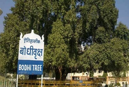 महाबोधि वृक्ष(सांकेतिक तस्वीर)