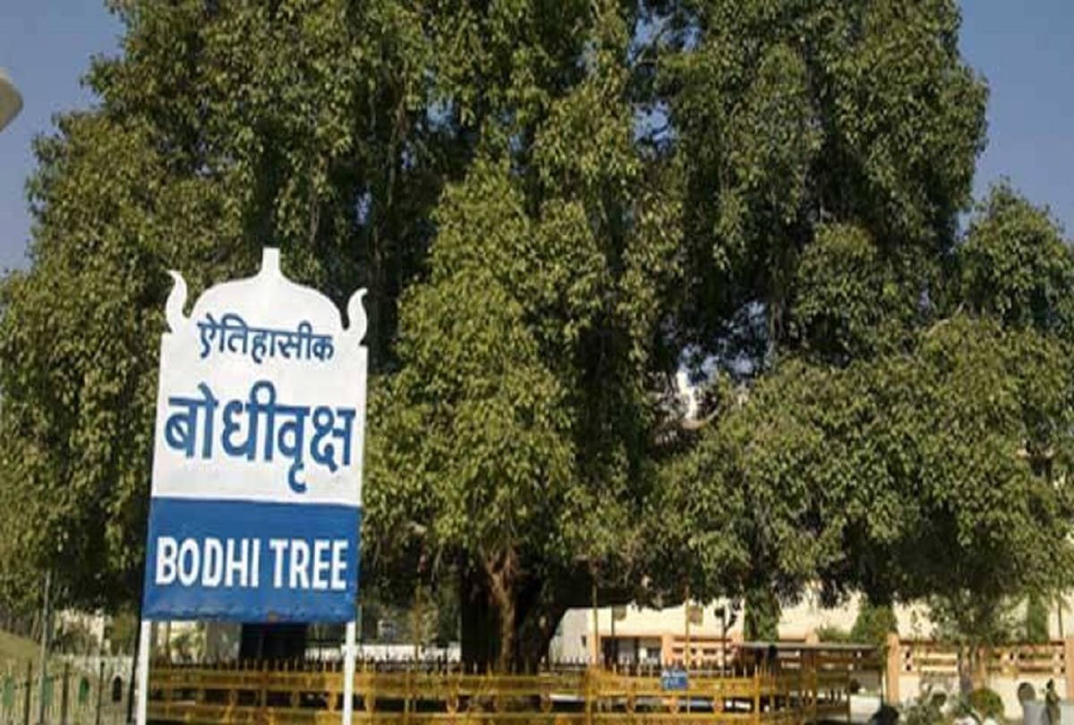 Chinese power plant poses threat to world oldest Mahabodhi tree