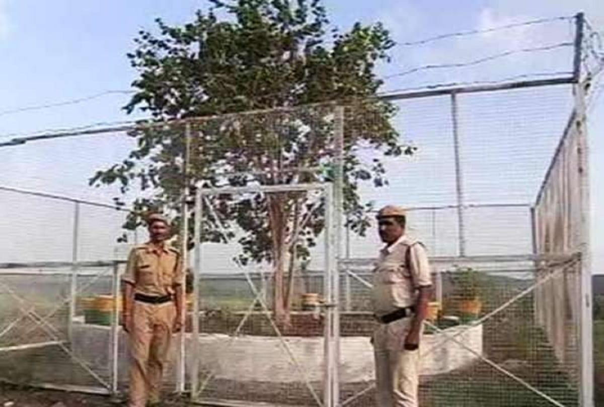 VIP tree Bodhi tree in Madhya Pradesh which is spent on about 15 lakh rupees per year