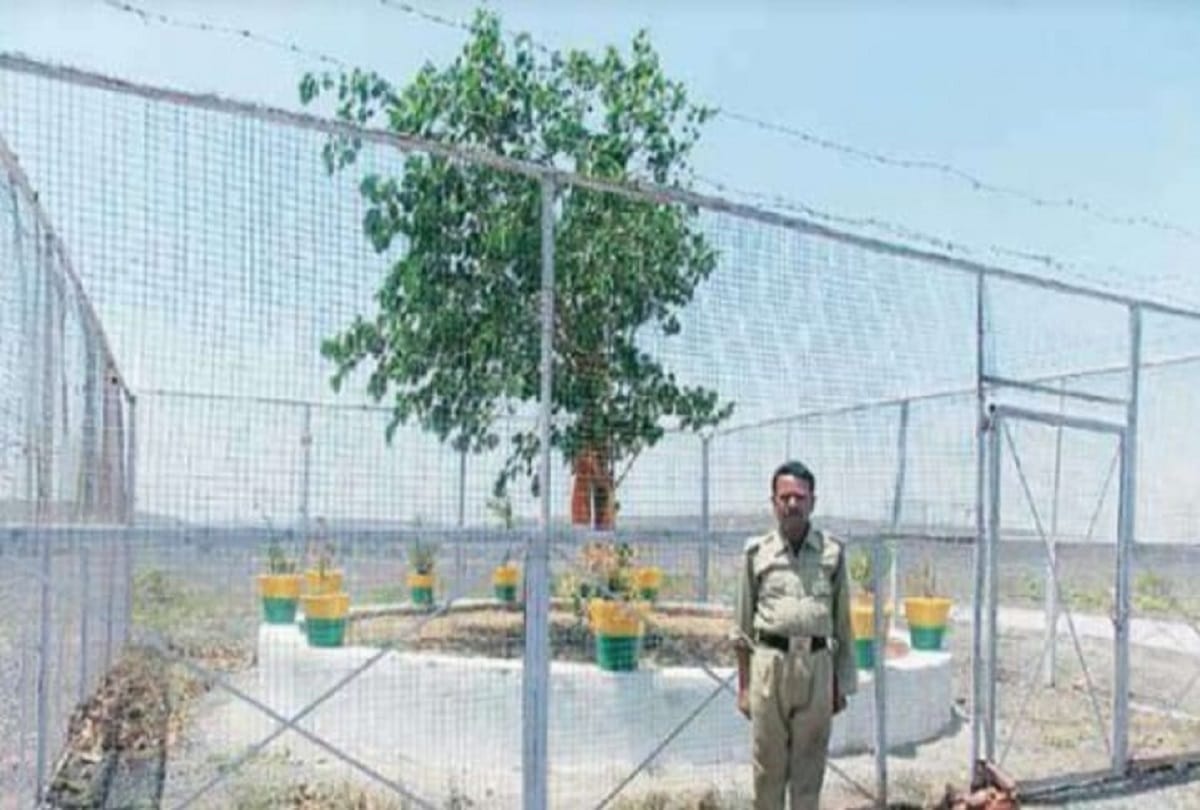 VIP tree Bodhi tree in Madhya Pradesh which is spent on about 15 lakh rupees per year