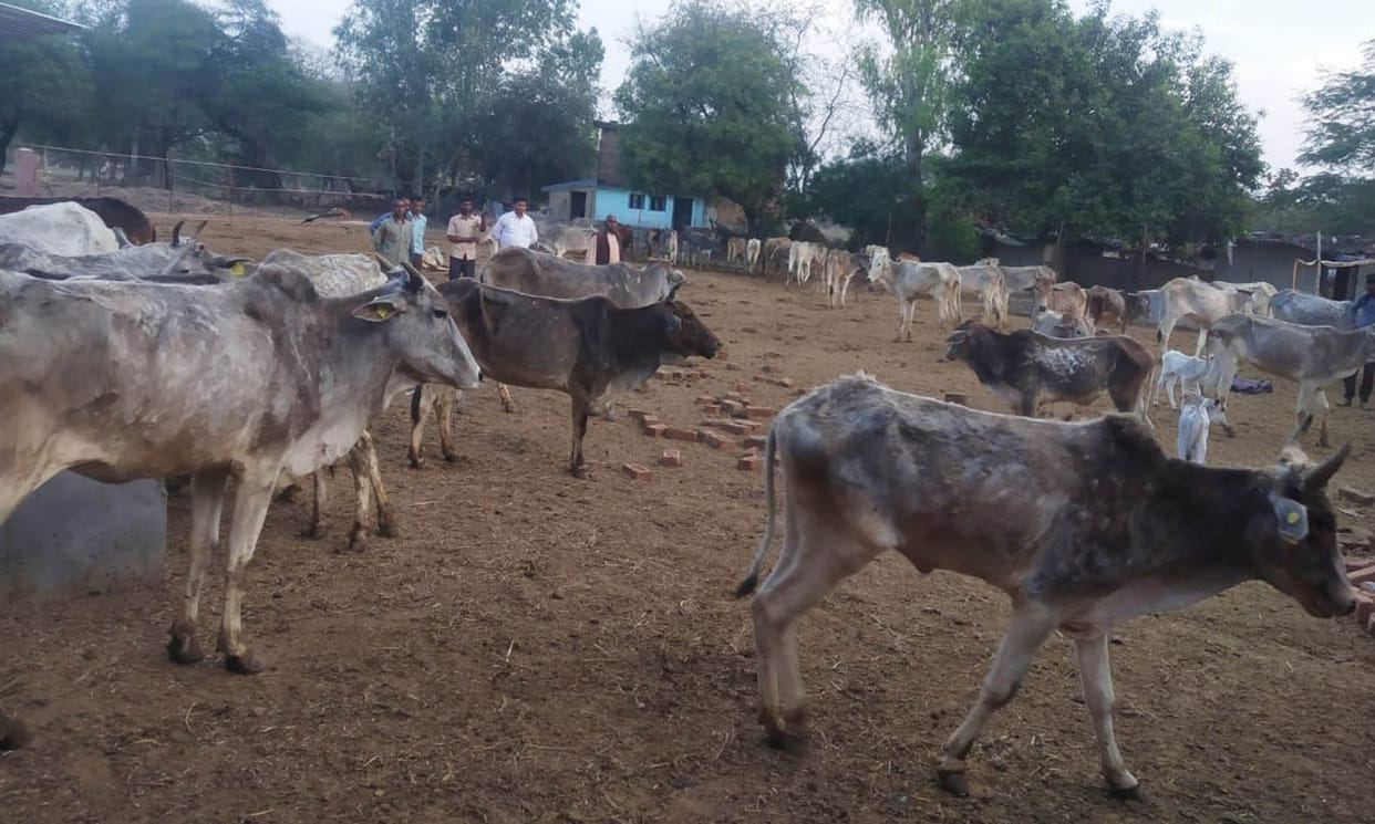 24 cows died in Pachnehi's cowshed