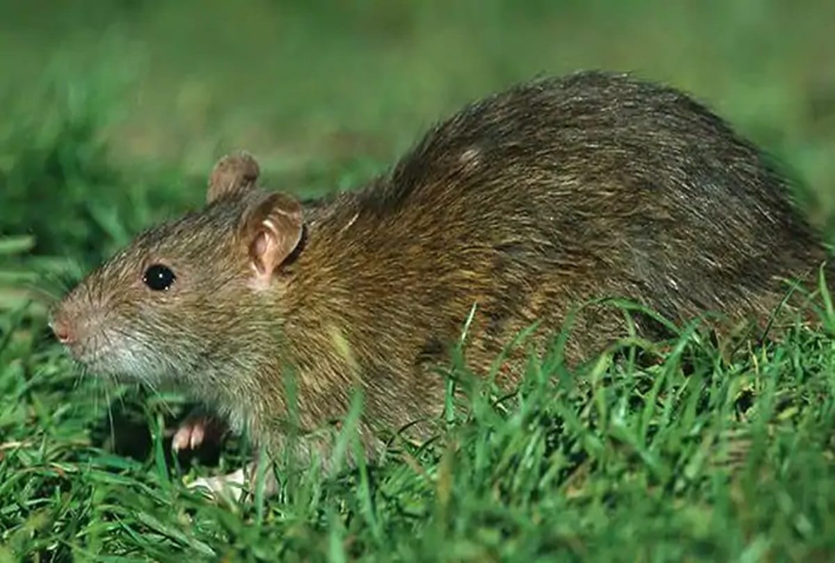 After CoronaVirus Should you be scared of the hantavirus now?   Details Inside