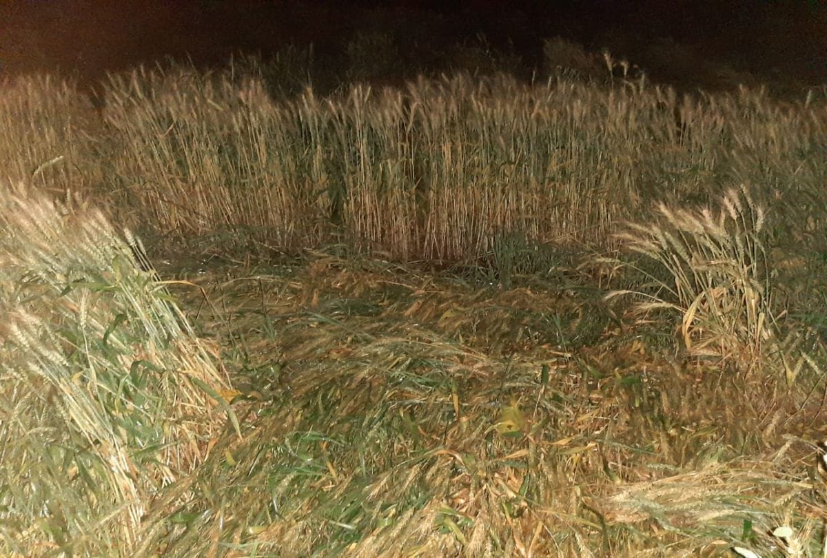 weather update crops damaged due to heavy rain in agra