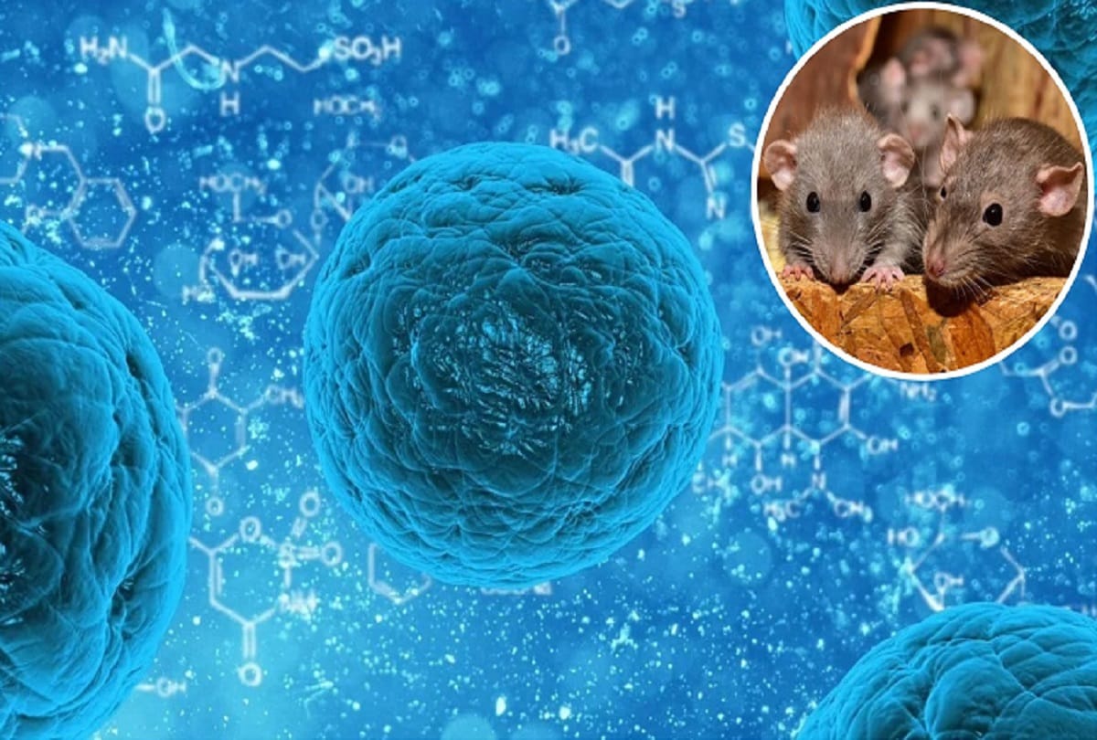 Hantavirus spreads from rats symptoms are almost same like Coronavirus
