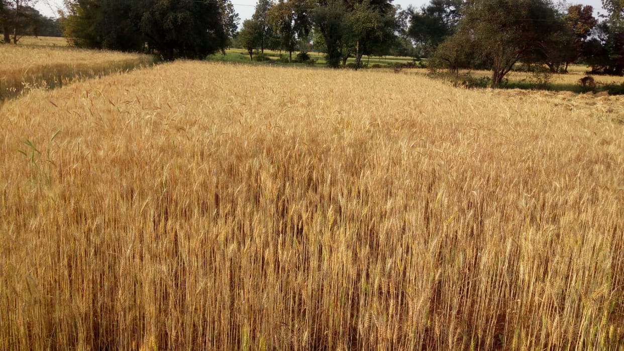 Former not find laboure, crop reddy to cut