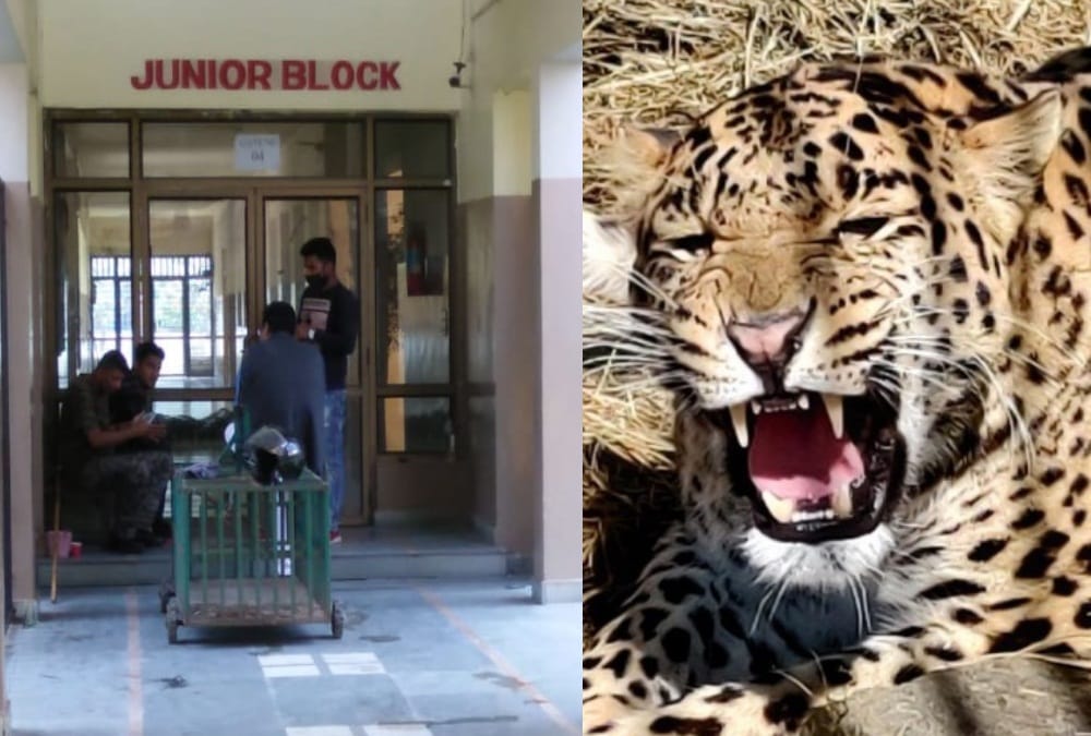 Leopard Enters in School Building and stuck in many Hours In rishikesh, See photos
