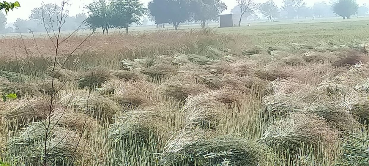 crop cutting in sampla, but not get labour