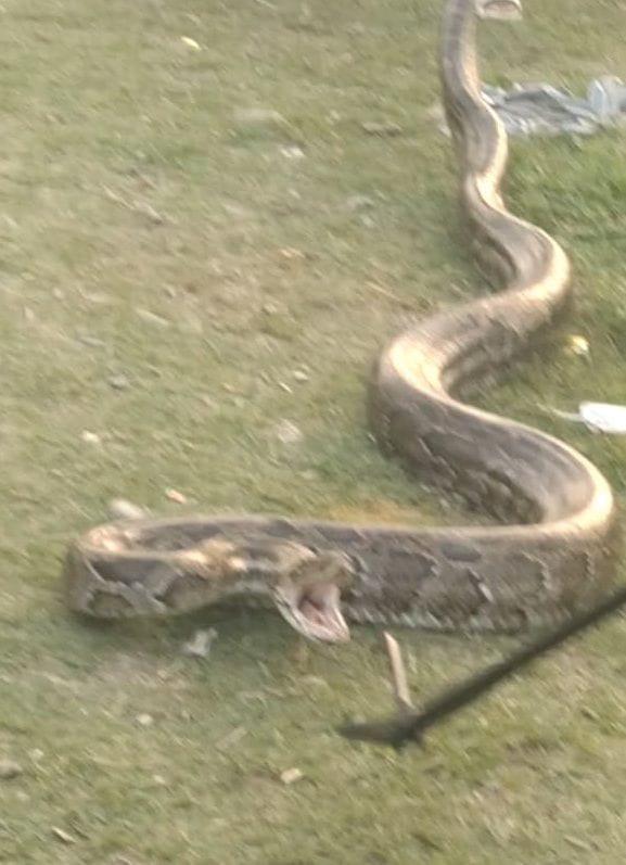 Python turned into a Purnagiri route