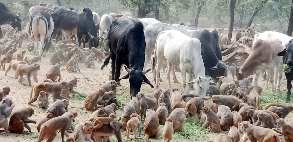 Feed crisis