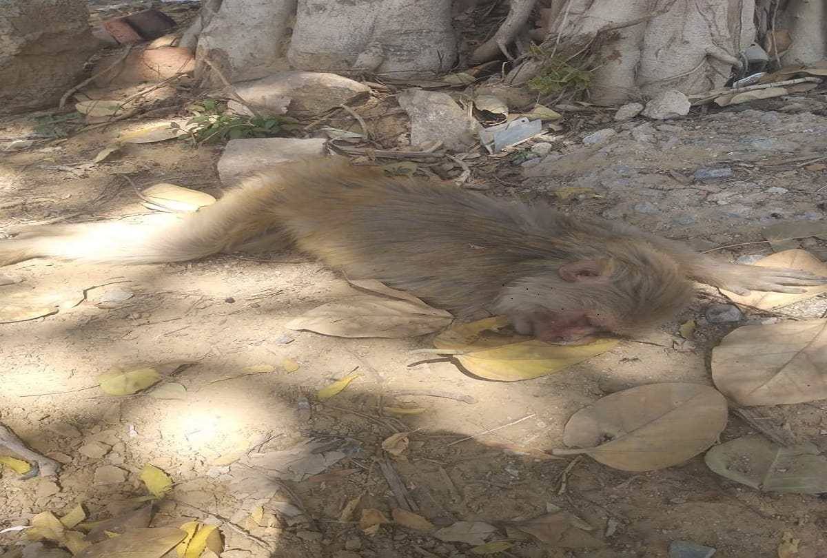 Coronavirus lockdown in india faridabad monkeys and stray animals dying of hunger