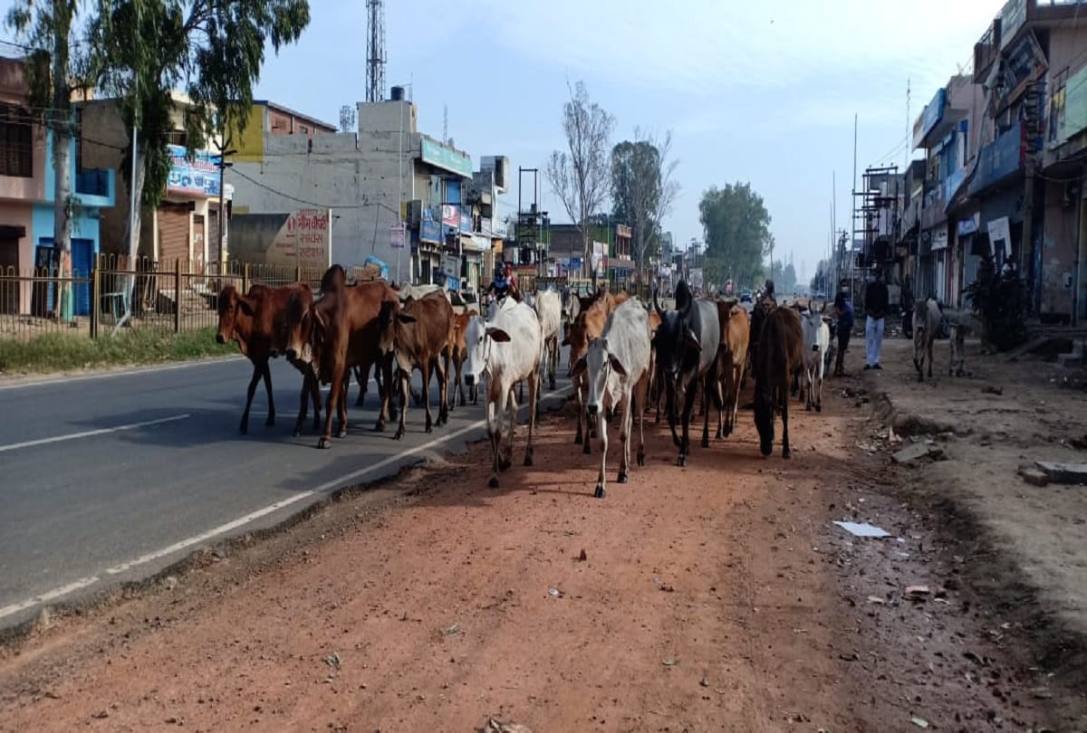 Coronavirus lockdown in india poor daily wagers forced to do work at construction site as no food to eat money to survive