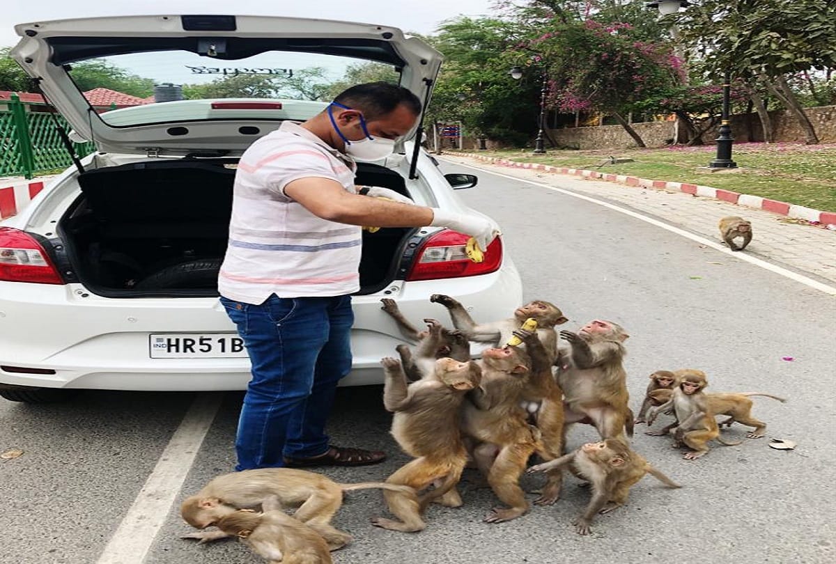 Coronavirus lockdown in india faridabad monkeys and stray animals dying of hunger