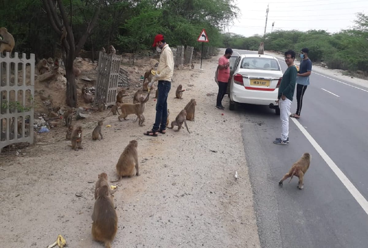 Coronavirus lockdown in india faridabad monkeys and stray animals dying of hunger