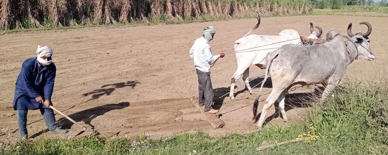 Unseasonal rain troubles farmers